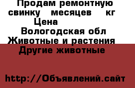 Продам ремонтную свинку 7 месяцев 120кг › Цена ­ 30 000 - Вологодская обл. Животные и растения » Другие животные   